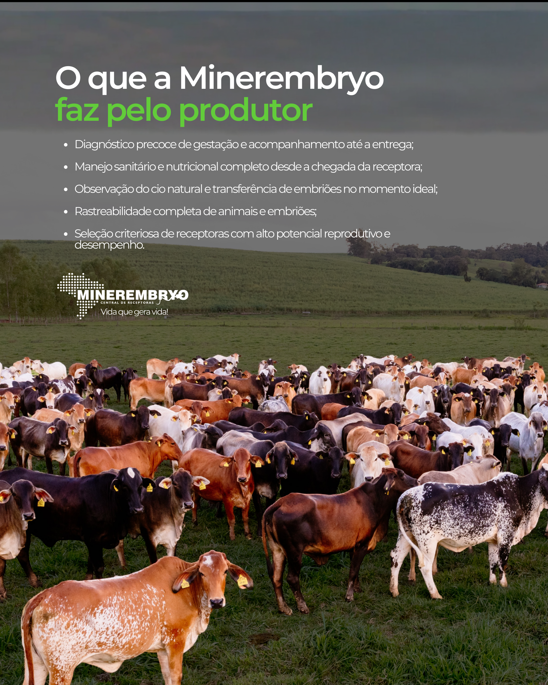 O que a Minerembryo faz pelo produtor